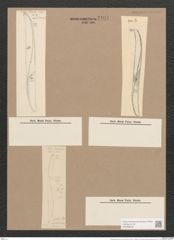 Pleurosigma pulchrum Grun. (de-Toni-Nr.: Genus 13, Species 1042) Zeichnungen Sammlung Grunow Nr. 2104 (NHMW-BOT-W0368978)